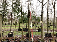 Valse christusdoorn - vormboom (2x) - afbeelding 1 van  3