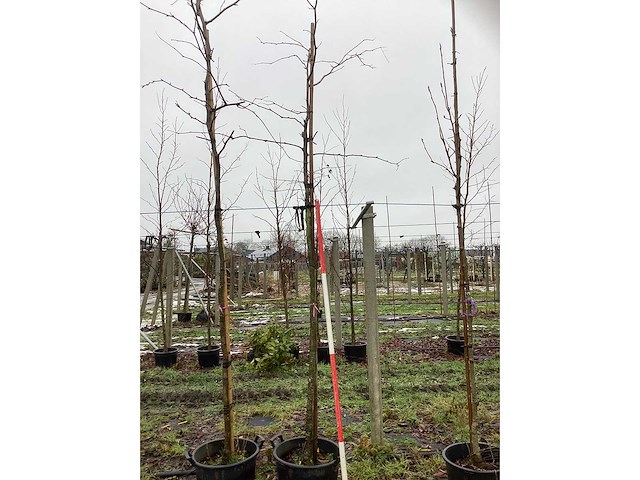 Valse christusdoorn - vormboom - afbeelding 2 van  3