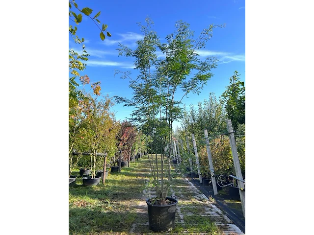 Valse christusdoorn, gleditsia 'skyline', meerstammig, ca. 250-300 cm hoog - afbeelding 1 van  1