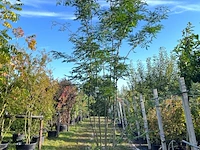 Valse christusdoorn, gleditsia 'skyline', meerstammig, ca. 250-300 cm hoog
