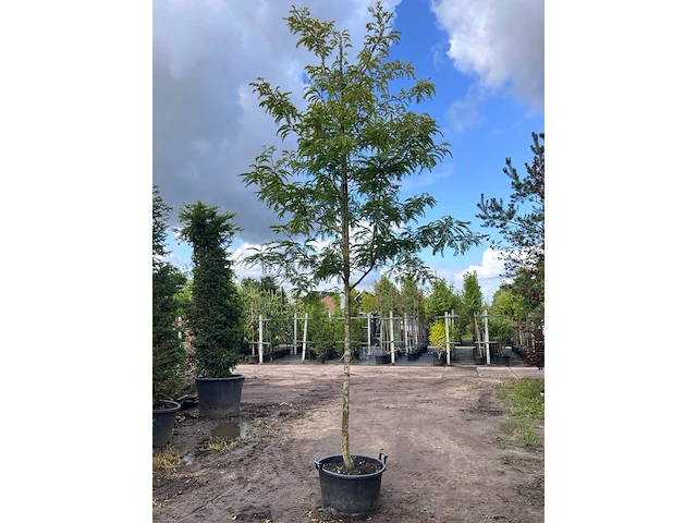 Valse christusdoorn, gleditsia 'sunburst', hoogstam, geelgroen blad, ca. 4-5 m hoog - afbeelding 1 van  2