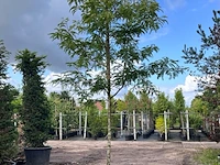 Valse christusdoorn, gleditsia 'sunburst', hoogstam, geelgroen blad, ca. 4-5 m hoog