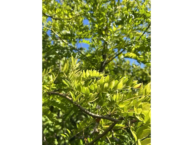 Valse christusdoorn, gleditsia 'sunburst', hoogstam, geelgroen blad, ca. 4-5 m hoog - afbeelding 2 van  2