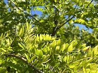 Valse christusdoorn, gleditsia 'sunburst', hoogstam, geelgroen blad, ca. 4-5 m hoog - afbeelding 2 van  2
