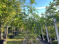 Valse christusdoorn, gleditsia triac. 'skyline', meerstammig, ca. 250-300 cm hoog