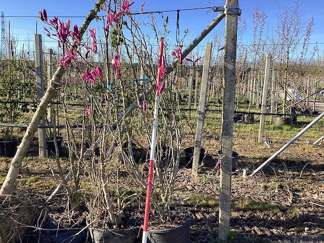 Valse tulpenboom - meerstammige boom - afbeelding 1 van  2