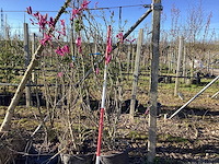Valse tulpenboom - meerstammige boom - afbeelding 1 van  2
