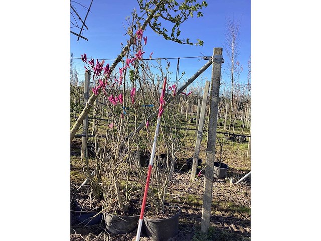 Valse tulpenboom - meerstammige boom - afbeelding 2 van  2