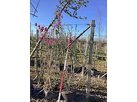 Valse tulpenboom - meerstammige boom - afbeelding 2 van  2