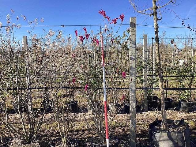 Valse tulpenboom - meerstammige boom - afbeelding 1 van  3
