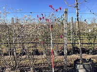 Valse tulpenboom - meerstammige boom - afbeelding 1 van  3