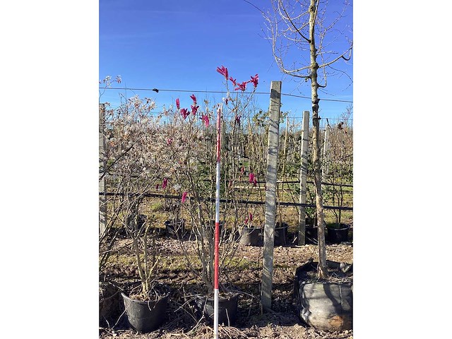 Valse tulpenboom - meerstammige boom - afbeelding 2 van  3