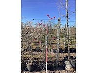 Valse tulpenboom - meerstammige boom - afbeelding 2 van  3