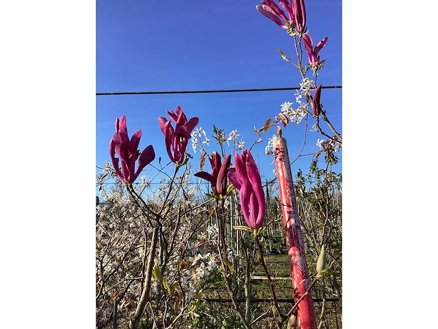 Valse tulpenboom - meerstammige boom - afbeelding 3 van  3