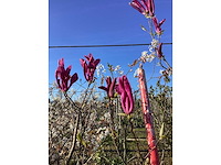 Valse tulpenboom - meerstammige boom - afbeelding 3 van  3