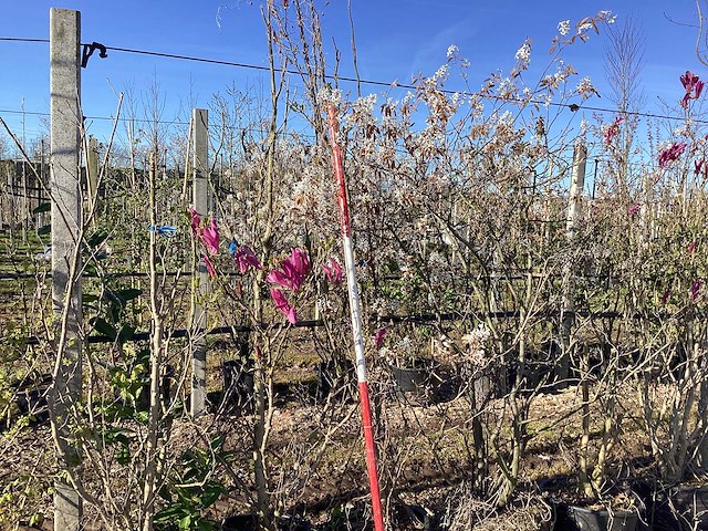 Valse tulpenboom - meerstammige boom - afbeelding 1 van  2