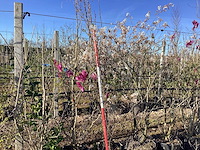 Valse tulpenboom - meerstammige boom - afbeelding 1 van  2