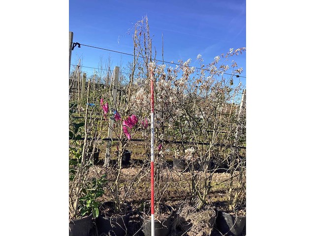 Valse tulpenboom - meerstammige boom - afbeelding 2 van  2