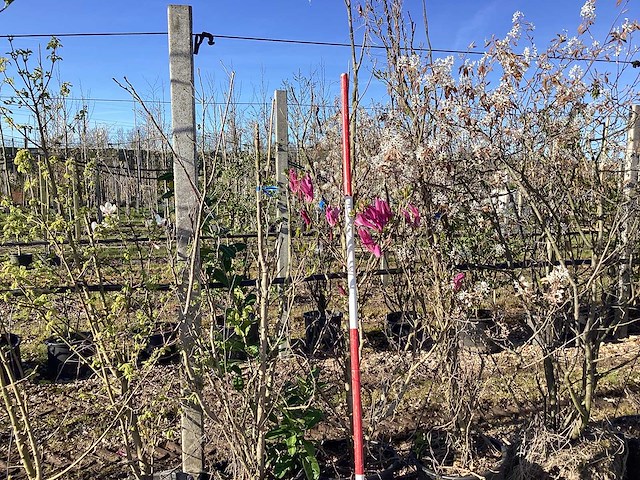 Valse tulpenboom - meerstammige boom - afbeelding 1 van  2