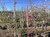Valse tulpenboom - meerstammige boom - afbeelding 1 van  2