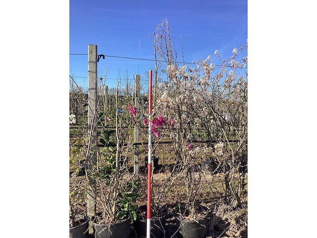 Valse tulpenboom - meerstammige boom - afbeelding 2 van  2
