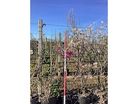 Valse tulpenboom - meerstammige boom - afbeelding 2 van  2