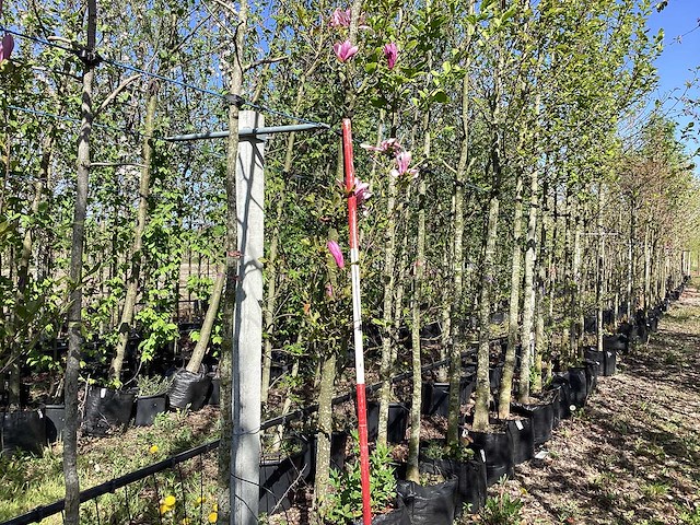 Valse tulpenboom - ornamental tree - afbeelding 1 van  3