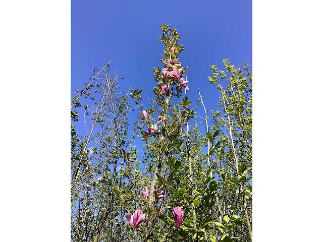 Valse tulpenboom - ornamental tree - afbeelding 2 van  3