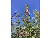 Valse tulpenboom - ornamental tree - afbeelding 2 van  3