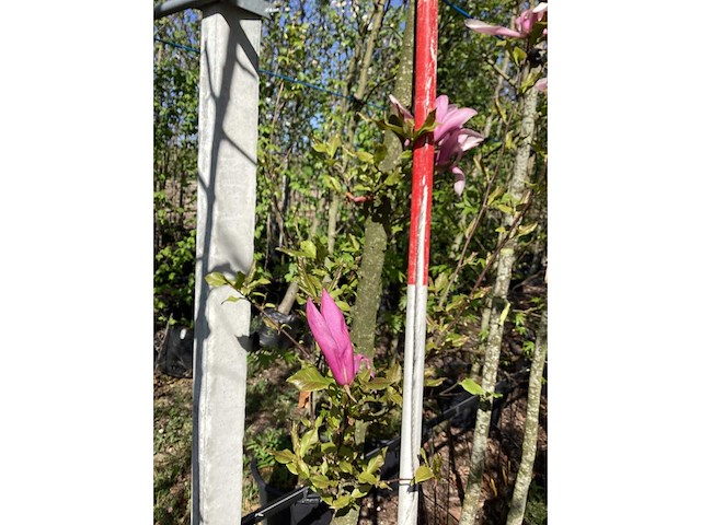 Valse tulpenboom - ornamental tree - afbeelding 1 van  1
