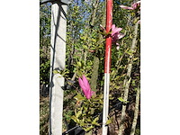 Valse tulpenboom - ornamental tree - afbeelding 1 van  1