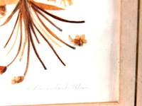 Van droogbloemen vervaardigde wandversiering - afbeelding 3 van  5