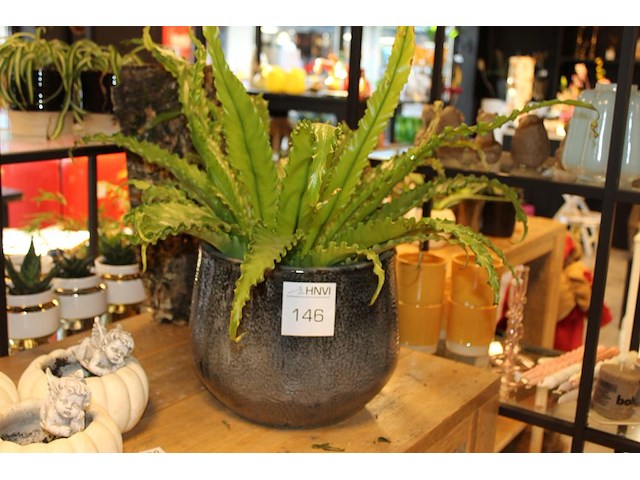 Varen in pot hoogte ca. 55 cm. - afbeelding 1 van  2