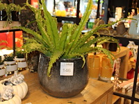 Varen in pot hoogte ca. 55 cm. - afbeelding 1 van  2