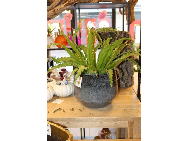 Varen in pot hoogte ca. 55 cm. - afbeelding 2 van  2