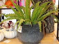 Varen in pot hoogte ca. 55 cm. - afbeelding 2 van  2