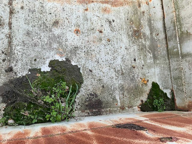 Veenhuis kipper - afbeelding 20 van  24