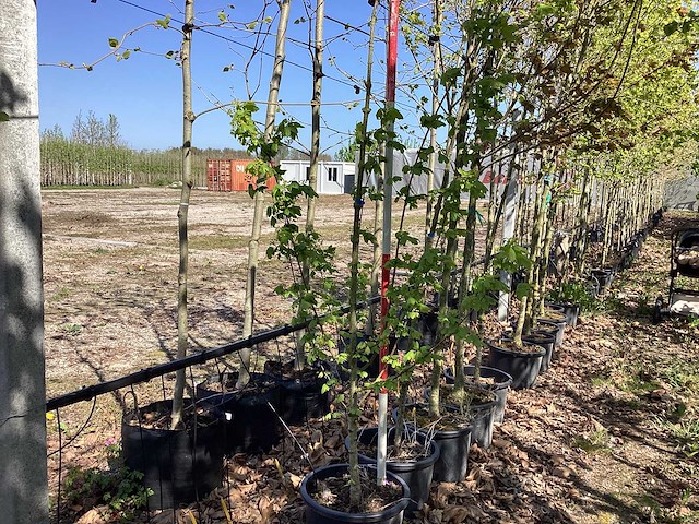 Veldesdoorn - meerstammige boom - afbeelding 1 van  2