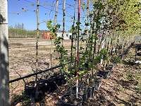 Veldesdoorn - meerstammige boom