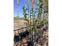 Veldesdoorn - meerstammige boom - afbeelding 2 van  2