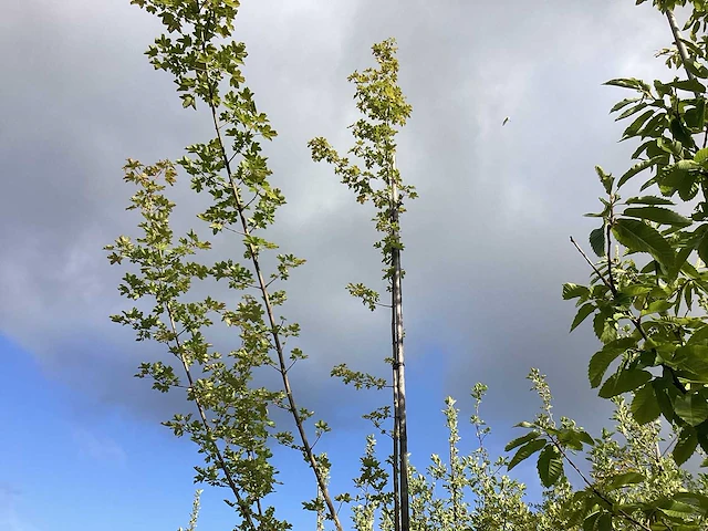Veldesdoorn - meerstammige boom - afbeelding 2 van  2