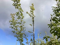 Veldesdoorn - meerstammige boom