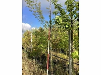 Veldesdoorn - meerstammige boom - afbeelding 1 van  2