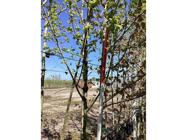 Veldesdoorn - parkboom (2x) - afbeelding 3 van  3