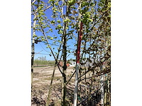 Veldesdoorn - parkboom (2x) - afbeelding 3 van  3