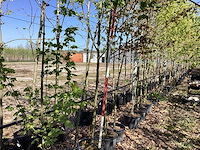 Veldesdoorn - parkboom (2x) - afbeelding 1 van  3
