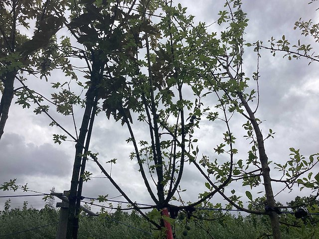 Veldesdoorn - parkboom - afbeelding 1 van  2
