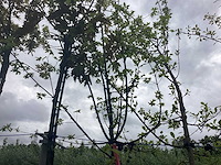 Veldesdoorn - parkboom - afbeelding 1 van  2