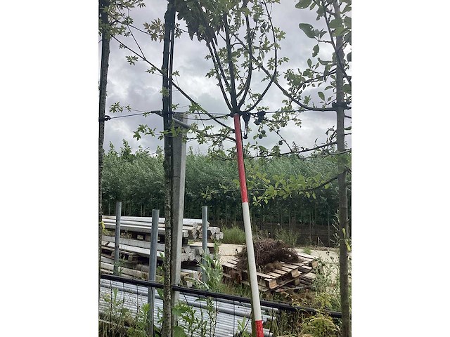 Veldesdoorn - parkboom - afbeelding 2 van  2