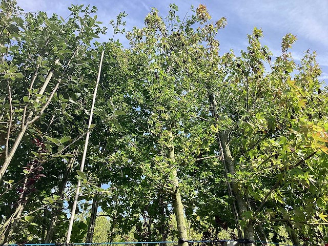 Veldesdoorn - sierboom - afbeelding 1 van  3